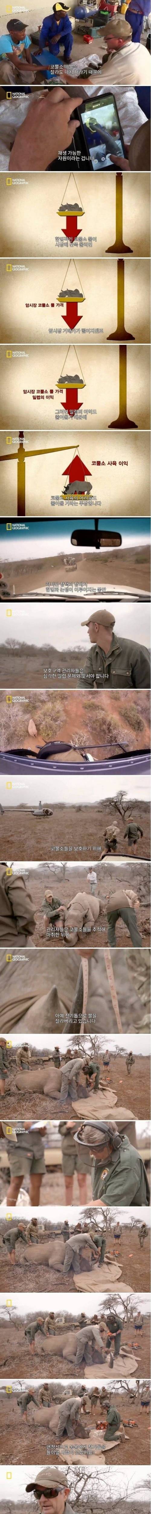 [스압] 코뿔소의 뿔을 자르는 이유 .jpg