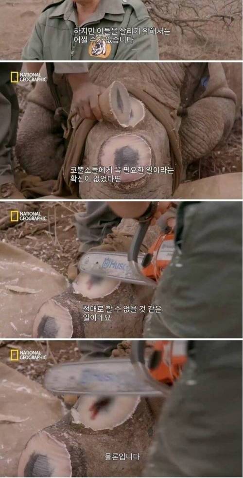 [스압] 코뿔소의 뿔을 자르는 이유 .jpg