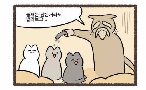 고양이의 털색이 정해지는 방법.jpg