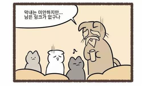 고양이의 털색이 정해지는 방법.jpg