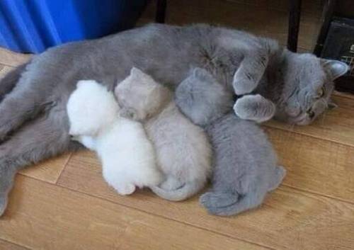 고양이의 털색이 정해지는 방법.jpg