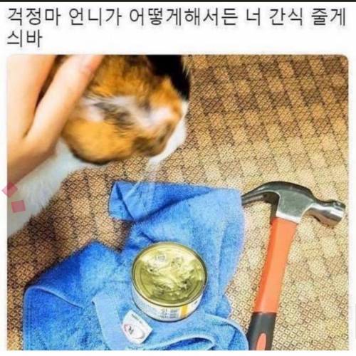 [스압] 소소한 동물썰 모음.jpg