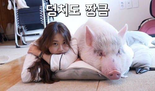 유튜버처자가 2년째 키우고 있는 돼지