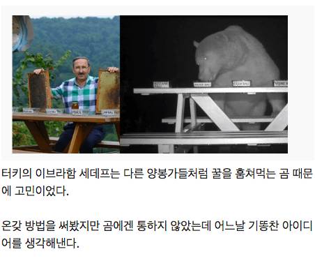 양봉장 꿀 훔쳐먹는 곰 대처법.jpg