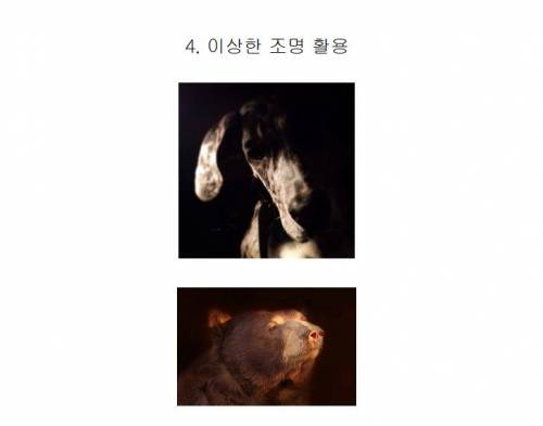 [스압] 사진 못 찍는 애들이 찍은 사진들 특징