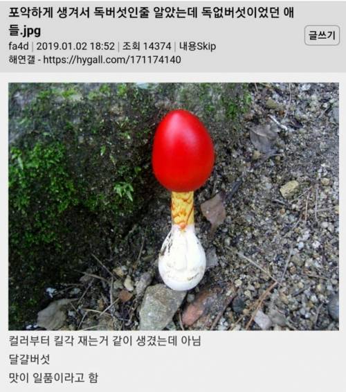 알고 보면 식용버섯.jpg