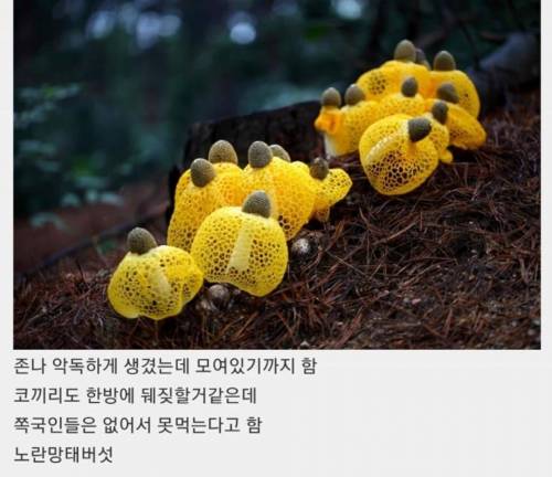 알고 보면 식용버섯.jpg