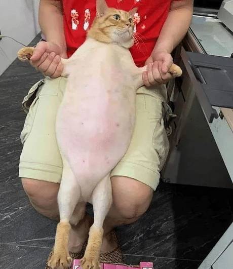 털 때문이지 실제로는 날씬...
