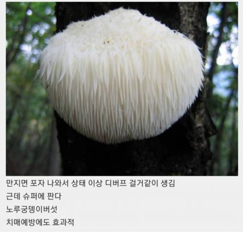 알고 보면 식용버섯.jpg