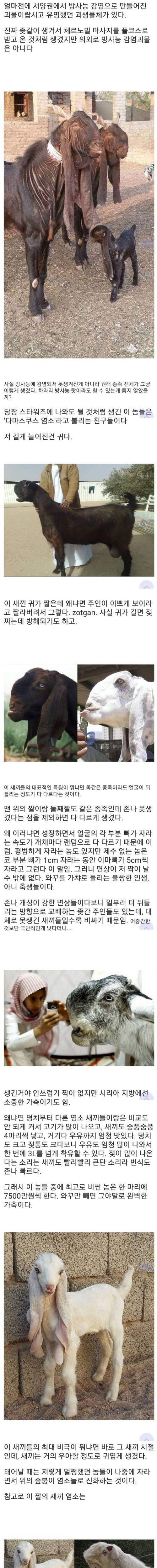 [스압] 외모가 역대급 가챠인 생물.mp4