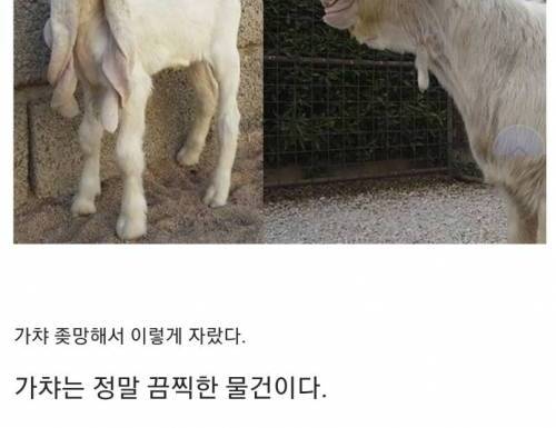 [스압] 외모가 역대급 가챠인 생물.mp4