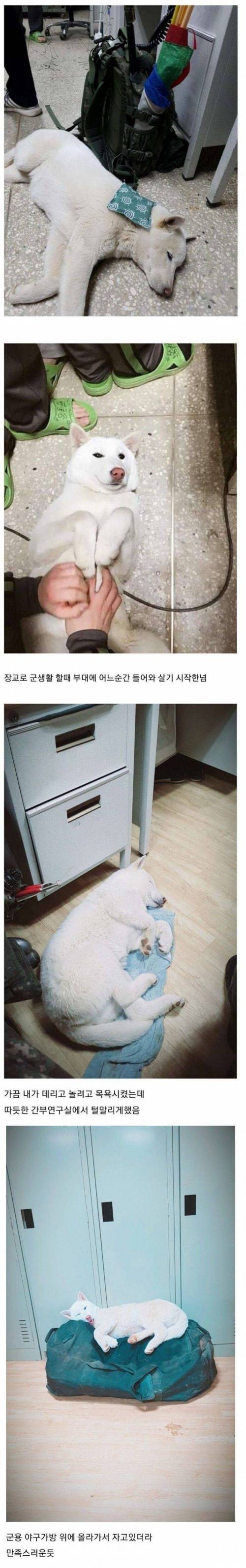 부대에 나타난 댕댕이...jpg
