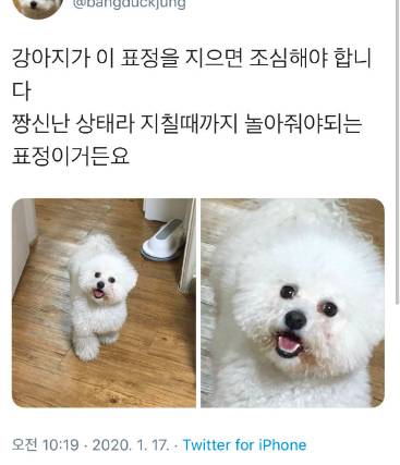 강아지가 이표정 지으면 조심해야 합니다