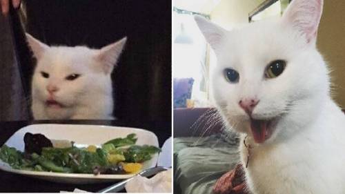 고양이 짤.jpg