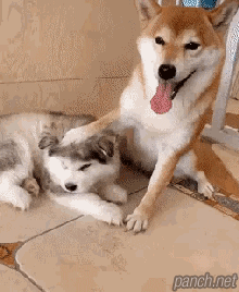 허스키의 복수.gif