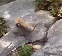 함께 자란 고양이와 원숭이.gif