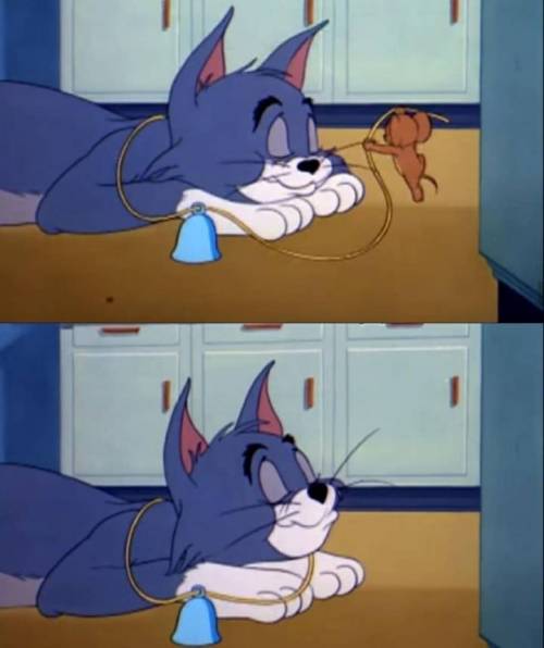 고양이 목에 방울다는 법.jpg