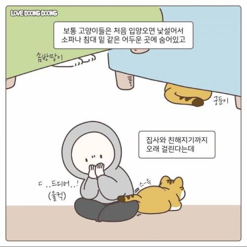 길냥이 입양 1일차.jpg