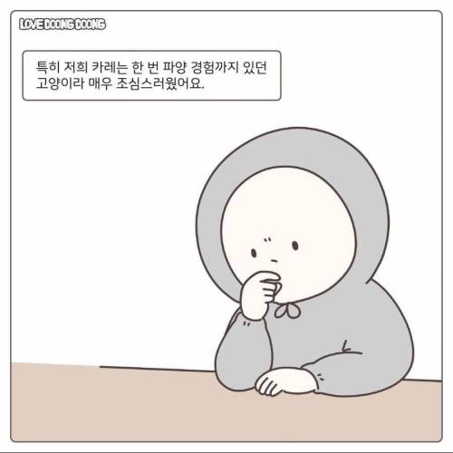 길냥이 입양 1일차.jpg