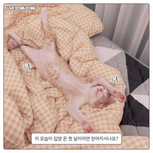 길냥이 입양 1일차.jpg