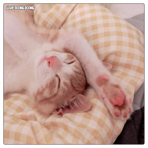 길냥이 입양 1일차.jpg