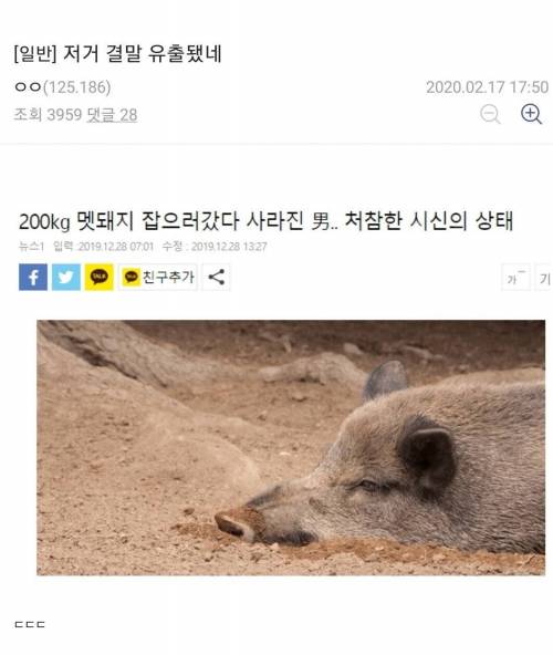 [스압] 멧돼지 잡으로 산으로 간 디시인.jpg