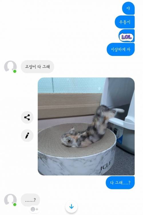 고양이는 다 그래.jpg