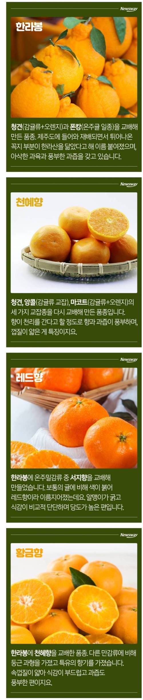 한라봉, 천혜향, 레드향, 황금향 차이