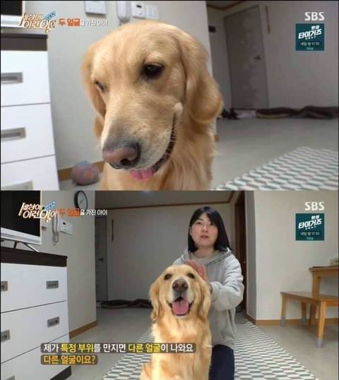 리트리버가 이렇게 화내는 거 첨봄