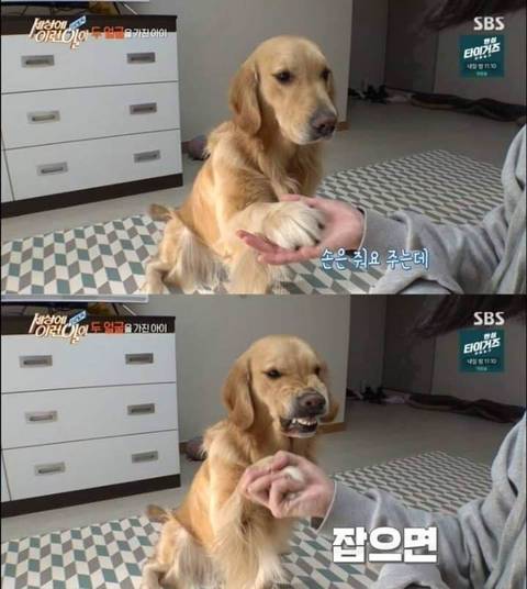 리트리버가 이렇게 화내는 거 첨봄
