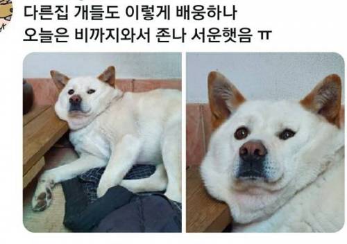 주인 배웅해주는 댕댕이.jpg