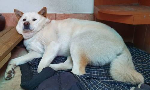 주인 배웅해주는 댕댕이.jpg