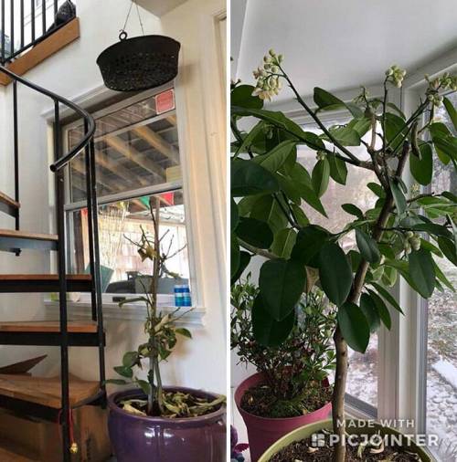 말라비틀어져 죽어가는 식물을 살려낸 사람들