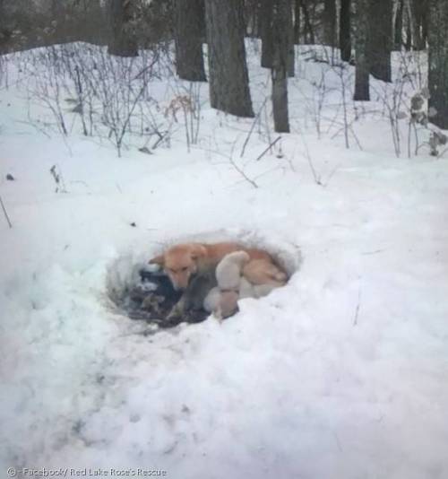 동사 직전 개와 강아지