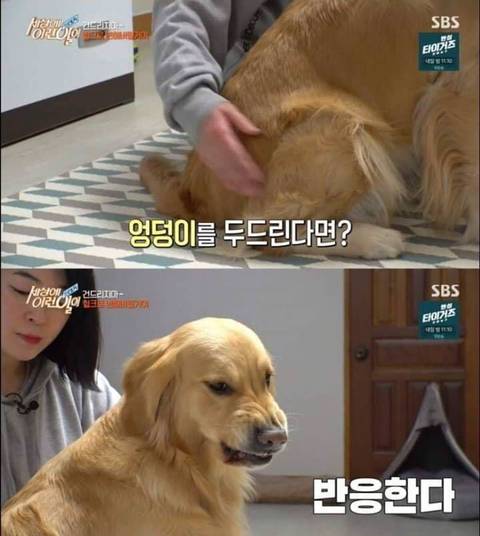 리트리버가 이렇게 화내는 거 첨봄