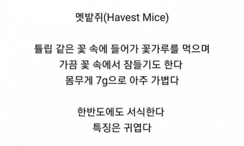우리나라에서 서식하는 귀여운 동물