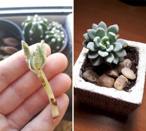 말라비틀어져 죽어가는 식물을 살려낸 사람들
