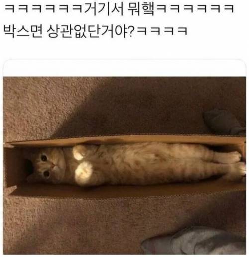 박스에 중독된 고양이