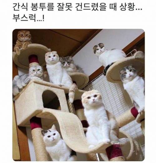 간식 봉투 건드렸을 때.jpg