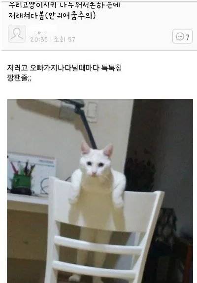 깡패냥.jpg