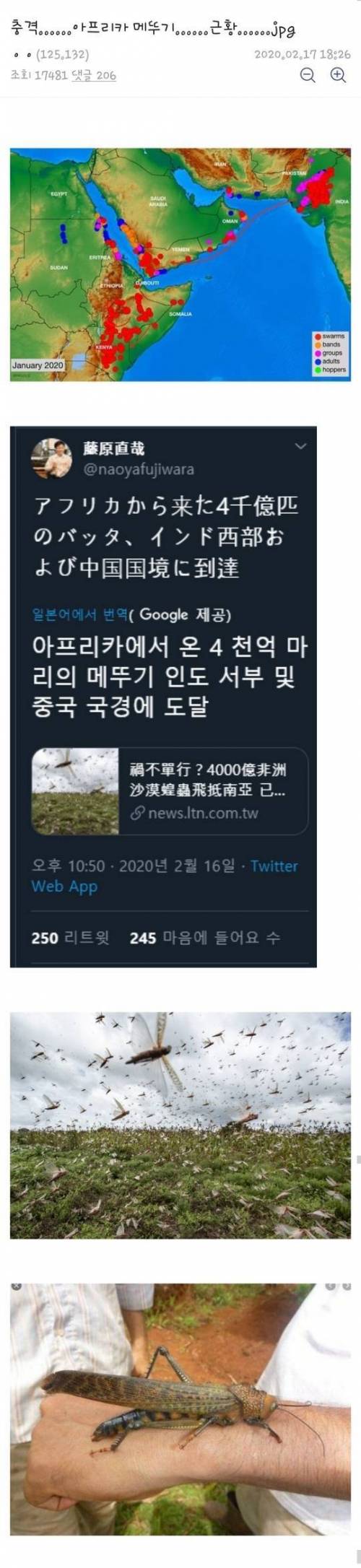 [징] 4000억 메뚜기.jpg