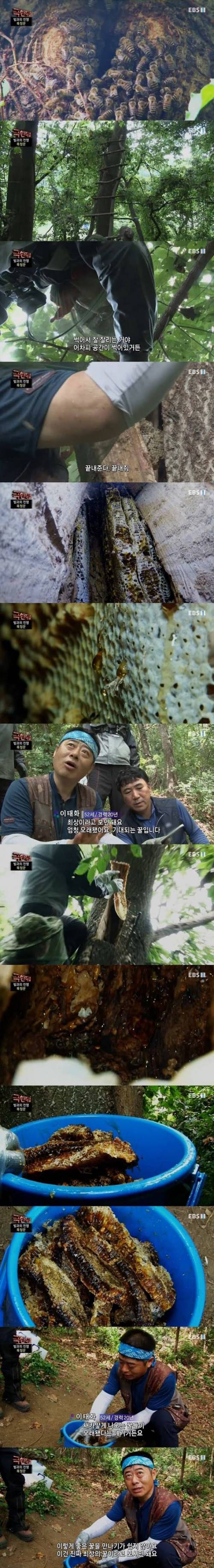[스압] 극한직업, 목청꾼과 석청꾼.jpg