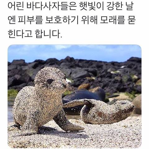 아기 바다사자의 자외선차단.jpg