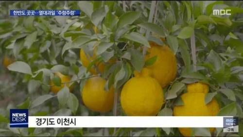 우리나라 과일 근황.jpg