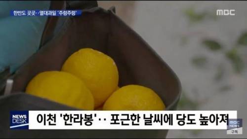 우리나라 과일 근황.jpg