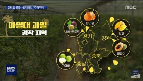 우리나라 과일 근황.jpg