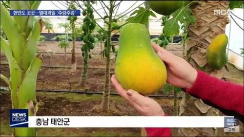 우리나라 과일 근황.jpg