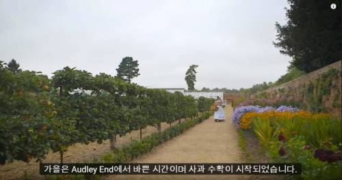 빅토리안풍 사과 요리