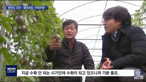 우리나라 과일 근황.jpg