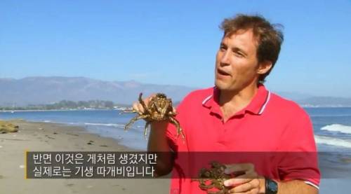 기생 따개비.jpg